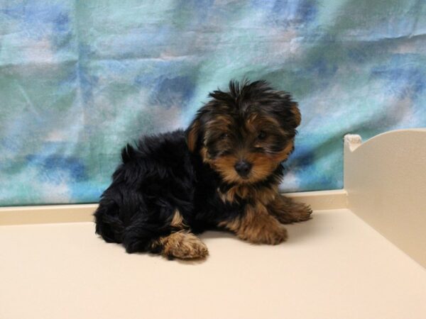 Yorkshire Terrier DOG Male BLK/TAN 25893 Petland Racine, Wisconsin