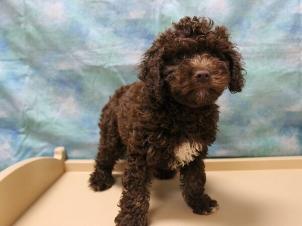 Cockapoo 2nd gen-DOG-Female-Chocolate / White-25875-Petland Racine, Wisconsin