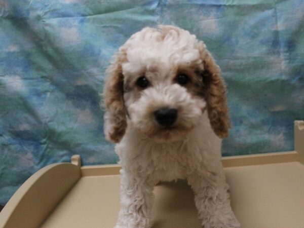 Poodle-DOG-Male-Apricot-25876-Petland Racine, Wisconsin