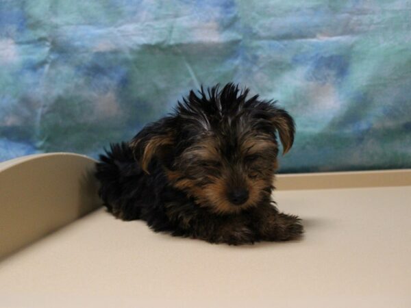 Yorkshire Terrier DOG Male BLK/TAN 25895 Petland Racine, Wisconsin