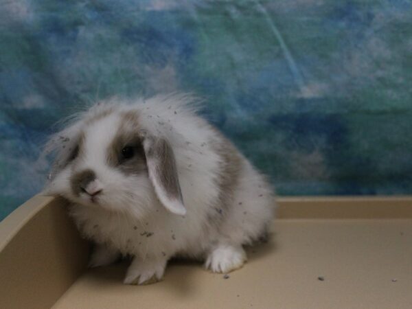 American Fuzzy Lop-RABBIT---25885-Petland Racine, Wisconsin