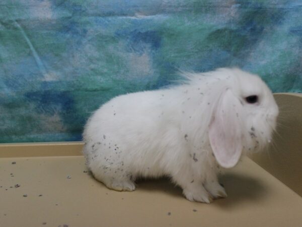 American Fuzzy Lop-RABBIT---25884-Petland Racine, Wisconsin