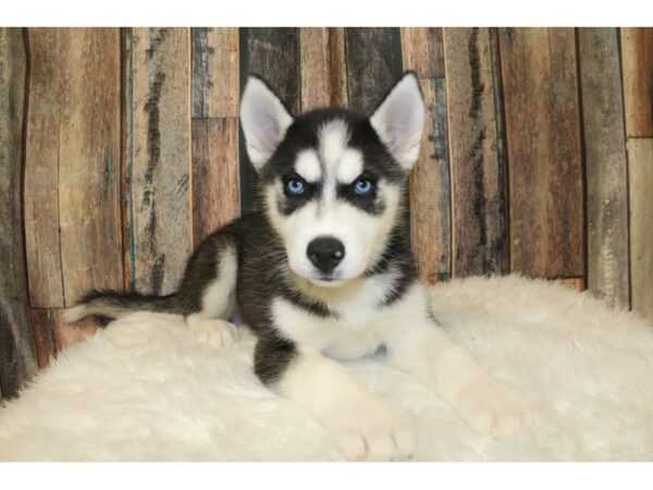 Siberian Husky-DOG-Male-Black / White-16342-Petland Racine, Wisconsin