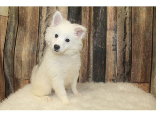 American Eskimo Dog-DOG-Male-White-16344-Petland Racine, Wisconsin