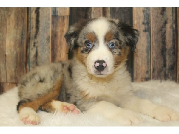 Australian Shepherd-DOG-Male-Blue Merle-16345-Petland Racine, Wisconsin