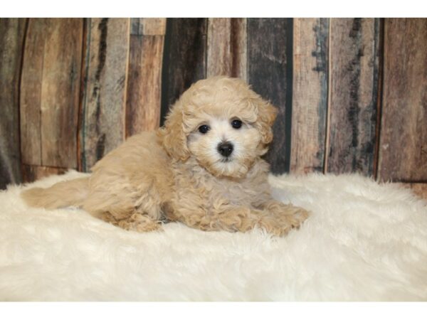 Bichonpoo DOG Male Brown 16346 Petland Racine, Wisconsin