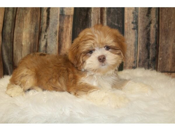 Lhasa Apso DOG Male Red / White 16347 Petland Racine, Wisconsin