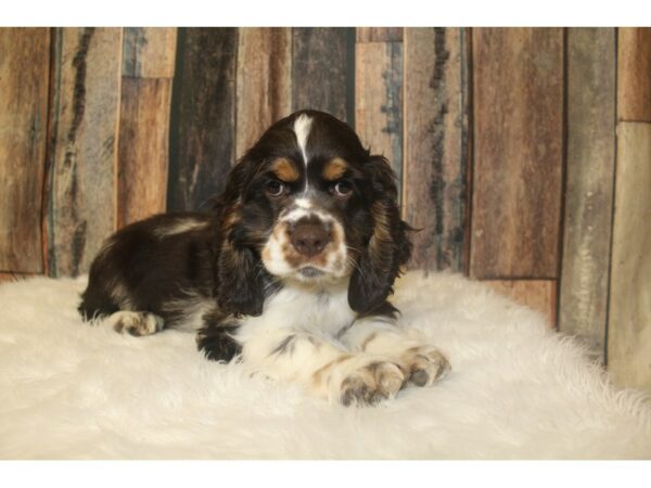 Cocker Spaniel-DOG-Male-Chocolate / White-16349-Petland Racine, Wisconsin