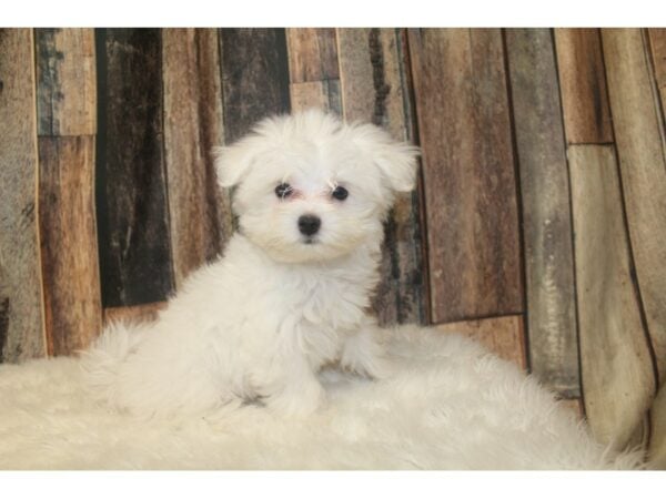 Maltese DOG Female White 16350 Petland Racine, Wisconsin