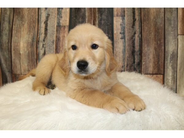 Golden Retriever-DOG-Male-Light Golden-16351-Petland Racine, Wisconsin