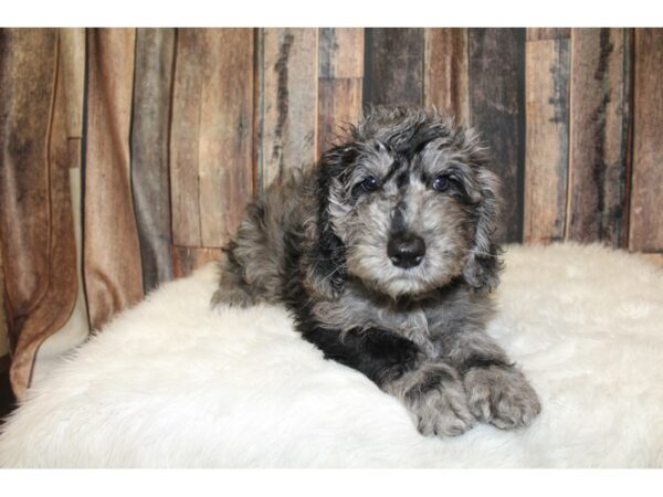 Goldendoodle Mini-DOG-Male-Blue Merle-16353-Petland Racine, Wisconsin