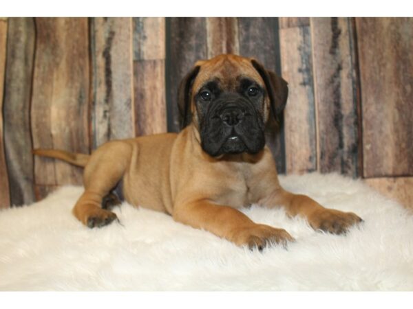 Bullmastiff DOG Male Red Fawn 16354 Petland Racine, Wisconsin