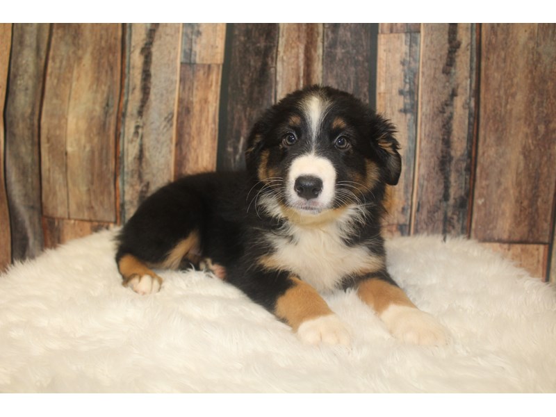 Australian Shepherd
