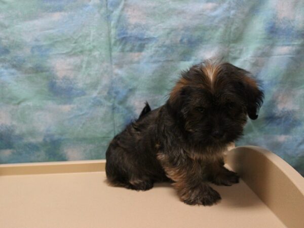 Malshi/Yorkshire Terrier-DOG-Female-Red/Slb-25937-Petland Racine, Wisconsin