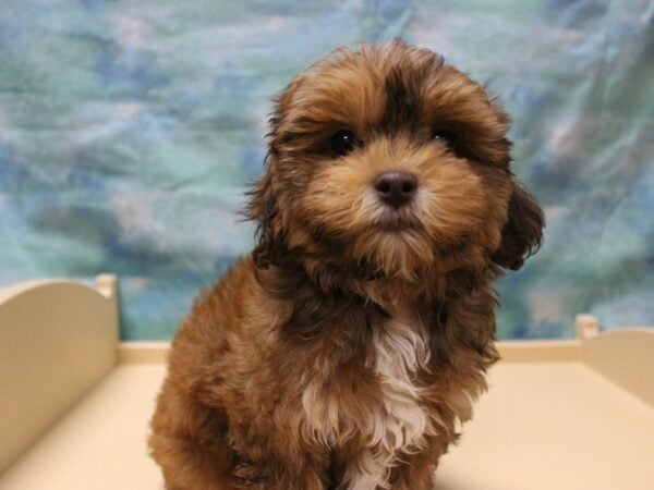 ShizaPoo DOG Female Chocolate 25922 Petland Racine, Wisconsin