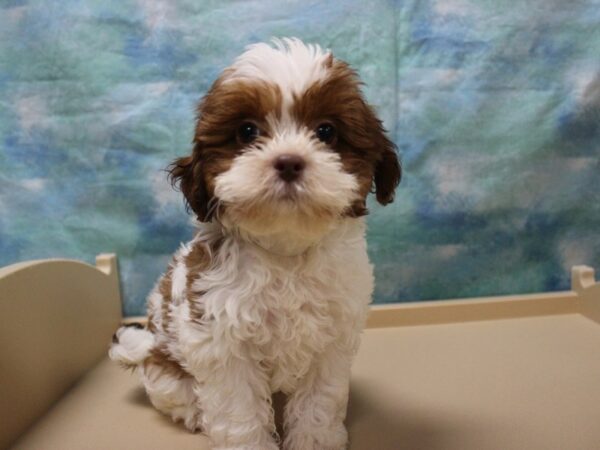 ShizaPoo DOG Male Chocolate / White 25921 Petland Racine, Wisconsin