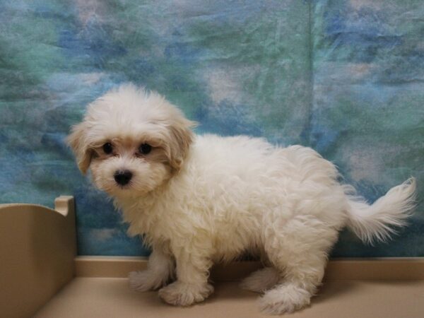 Maltipoo DOG Male Apct, Prti 25933 Petland Racine, Wisconsin