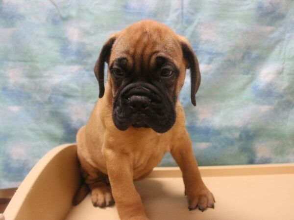 Bullmastiff DOG Male Red Fawn 25930 Petland Racine, Wisconsin