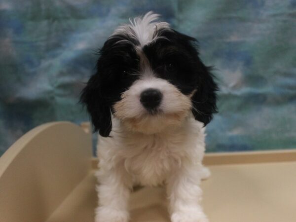 Cavalier King DOG Male Black / White 25931 Petland Racine, Wisconsin