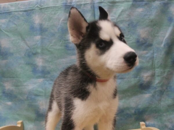 Siberian Husky-DOG-Female-Black / White-25924-Petland Racine, Wisconsin