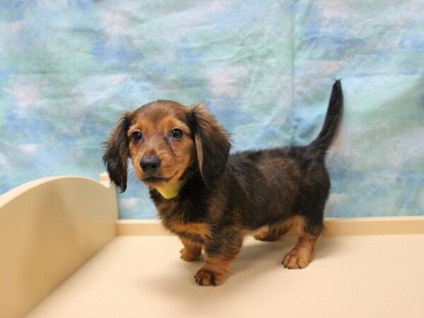 Dachshund-DOG-Male-Red/Choc-25936-Petland Racine, Wisconsin