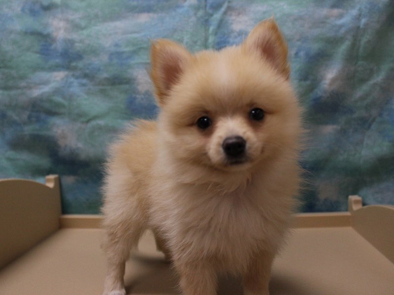 Pomeranian