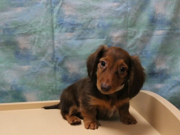 Dachshund-DOG-Male-RED-25935-Petland Racine, Wisconsin