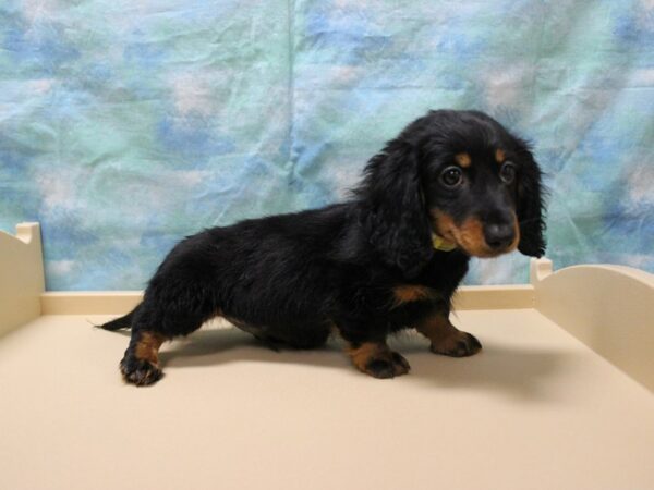 Dachshund-DOG-Male-B/T-25934-Petland Racine, Wisconsin