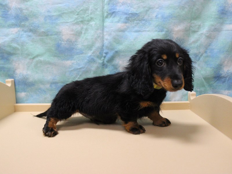 Dachshund