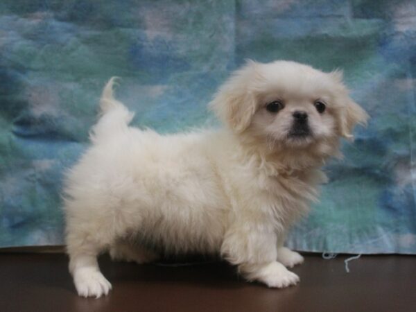 Pekingese DOG Male White / Cream 25925 Petland Racine, Wisconsin