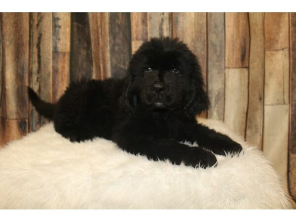 Newfoundland DOG Male Black 16360 Petland Racine, Wisconsin