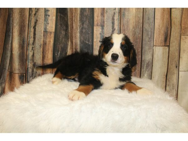 Bernese Mountain Dog DOG Female Tri-Colored 16362 Petland Racine, Wisconsin