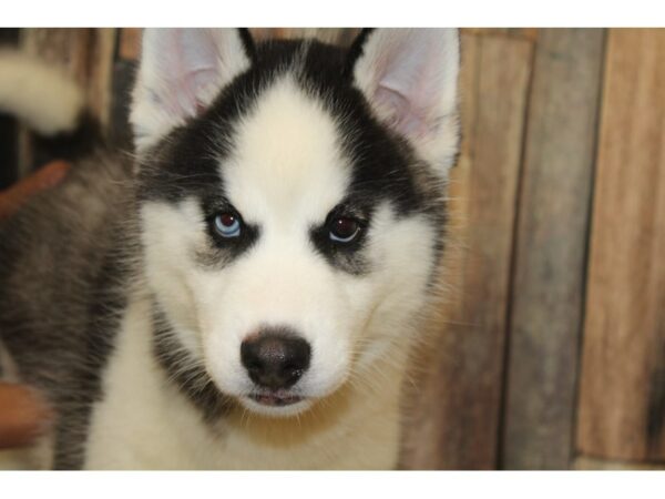 Siberian Husky-DOG-Male-Black / White-16365-Petland Racine, Wisconsin