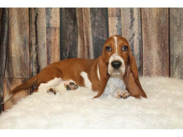 Basset Hound DOG Female Red / White 16366 Petland Racine, Wisconsin