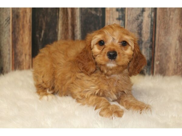 Poodle/Cavalier King Charles Spaniel-DOG-Female-Red / White-16369-Petland Racine, Wisconsin