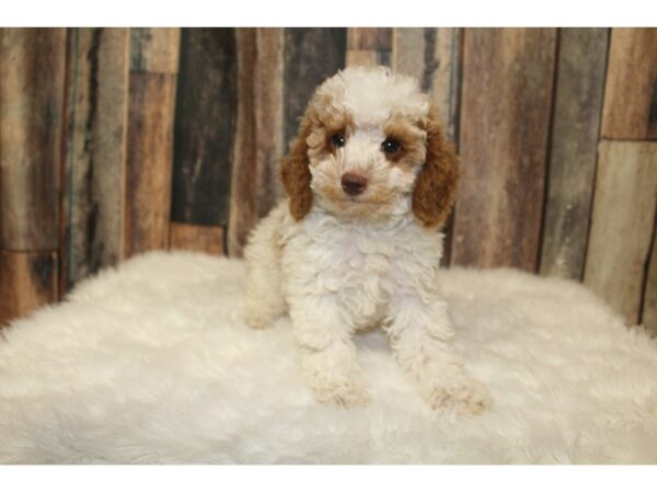 Poodle-DOG-Female-Tan / White-16371-Petland Racine, Wisconsin