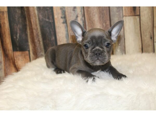 French Bulldog-DOG-Male-Blue-16375-Petland Racine, Wisconsin