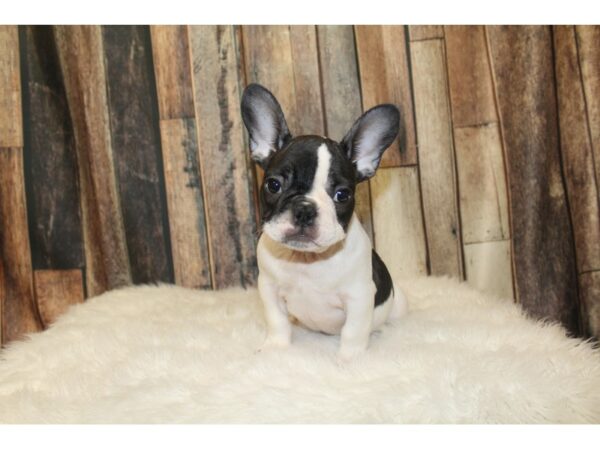 French Bulldog-DOG-Male-Black / White-16376-Petland Racine, Wisconsin
