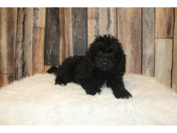 Goldendoodle Mini-DOG-Female-Black-16377-Petland Racine, Wisconsin