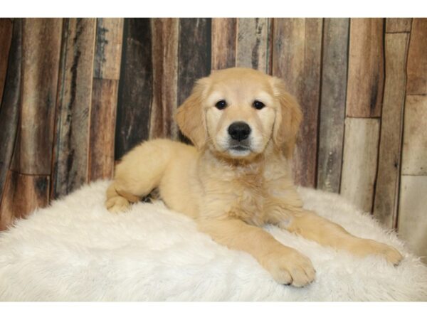 Golden Retriever-DOG-Female-Cream-16378-Petland Racine, Wisconsin