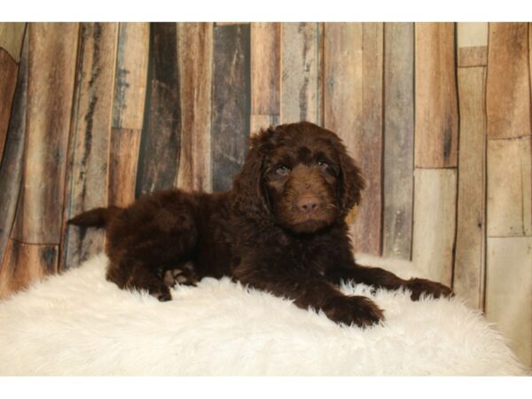 Poodle/Newfoundland-DOG-Male-Chocolate-16380-Petland Racine, Wisconsin