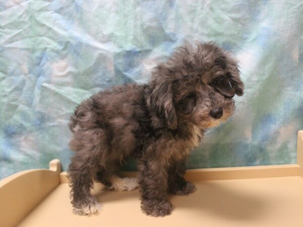 Miniature Schnauzer/Poodle-DOG-Male-Blue Merle-25962-Petland Racine, Wisconsin