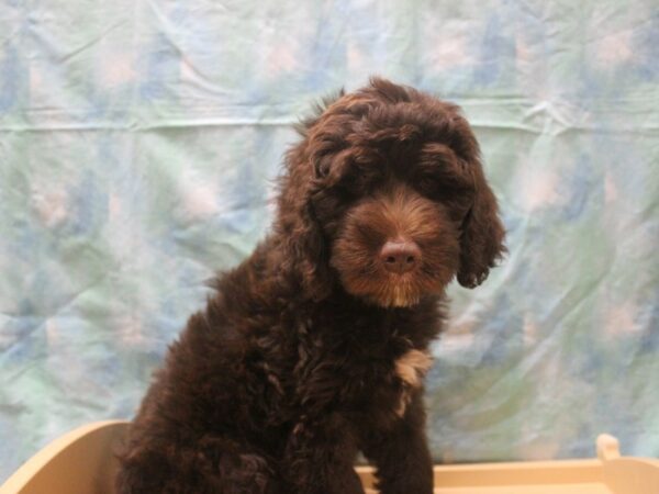 Newfypoo DOG Female Chocolate / White 25944 Petland Racine, Wisconsin