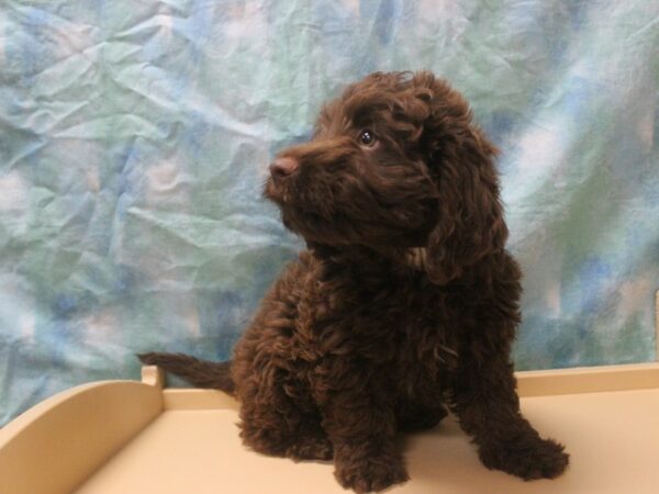 Labradoodle DOG Male Chocolate 25961 Petland Racine, Wisconsin