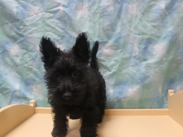 Scottish Terrier DOG Female Black 25957 Petland Racine, Wisconsin