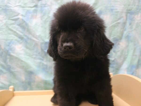 Newfoundland DOG Female BLK 25941 Petland Racine, Wisconsin