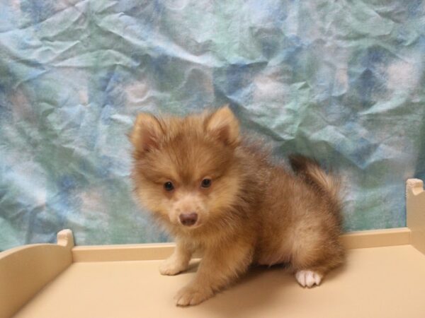 Pomeranian-DOG-Male-Red Merle-25960-Petland Racine, Wisconsin