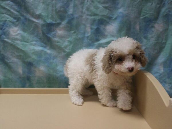 Poodle-DOG-Female-Tan / White-25952-Petland Racine, Wisconsin