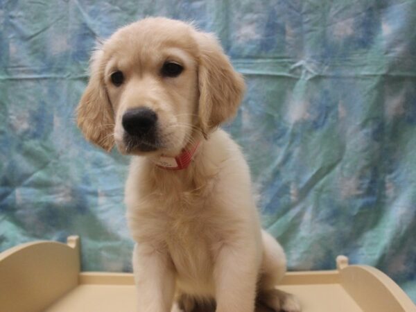 Golden Retriever-DOG-Female-Cream-25947-Petland Racine, Wisconsin