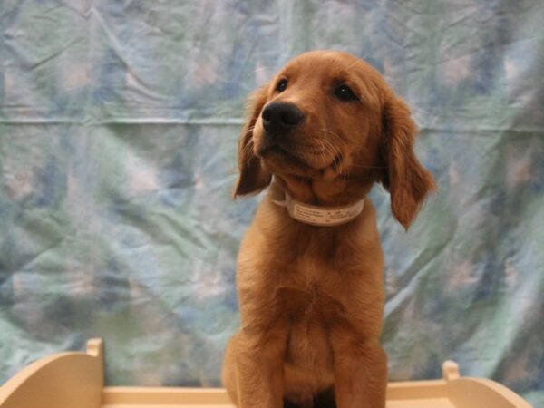 Golden Retriever-DOG-Male-GLDN-25963-Petland Racine, Wisconsin